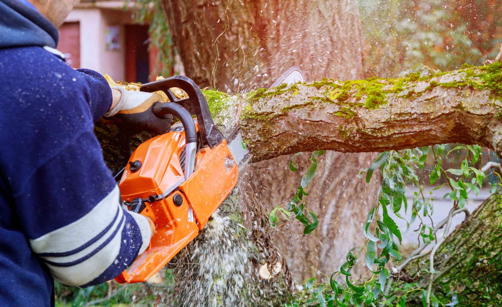 Tree trimming project