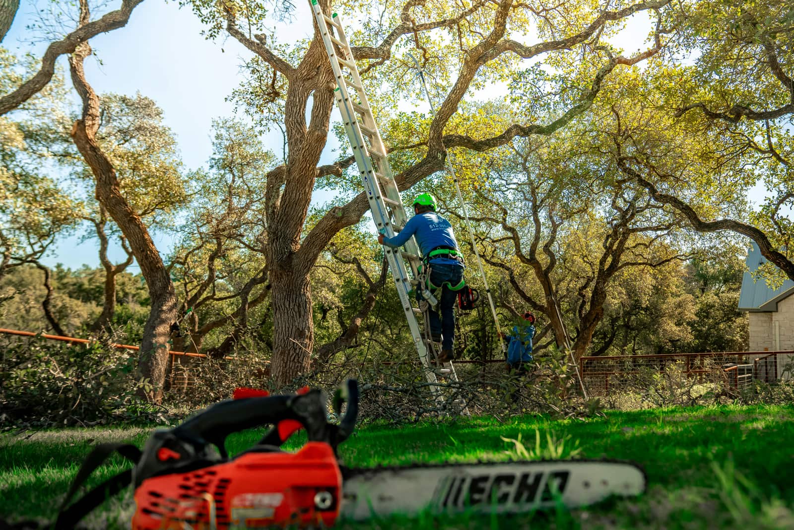 Tree Trimming