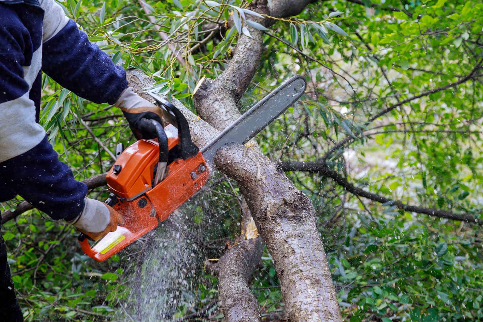 Tree removal project
