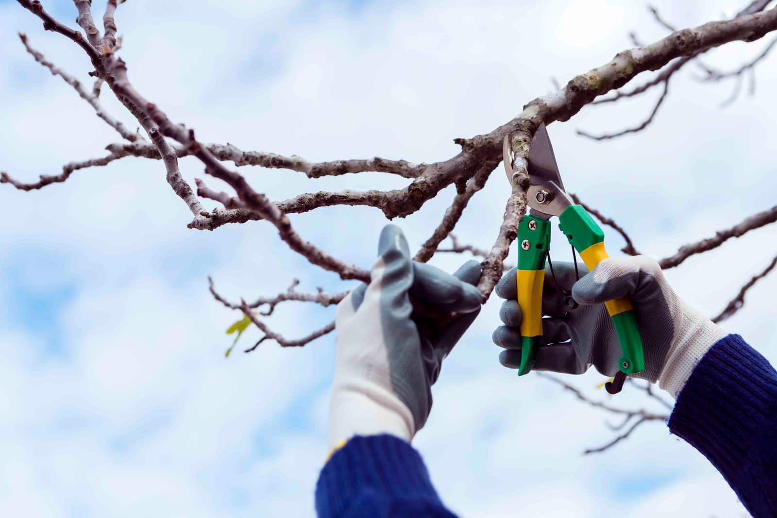 Canary Tree Services professional crew, Dallas TX